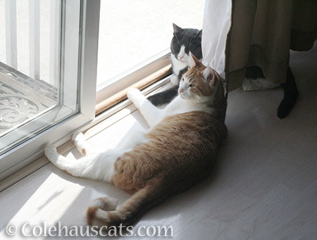 Quint and Tessa, known today as Q & T - © Colehauscats.com