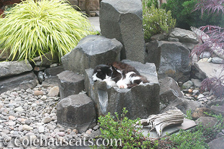 Teese naps in the dry fountain bowl - © Colehauscats.com