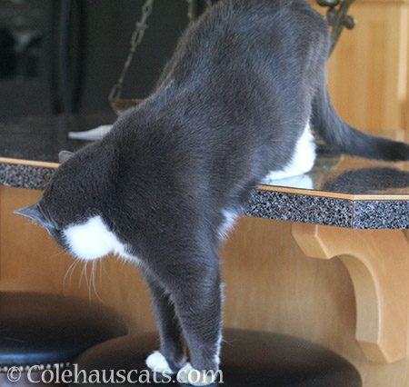 Typical Tessa behavior - © Colehauscats.com