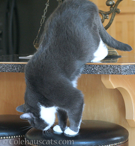 Tuxies are never boring - © Colehauscats.com