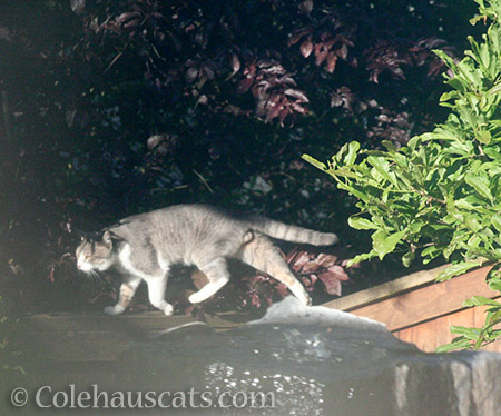 Visiting boy cat - © Colehauscats.com
