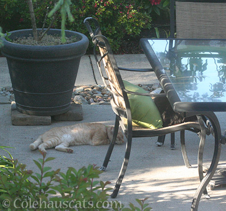 Neighbor cat W hanging with Teese - © Colehauscats.com