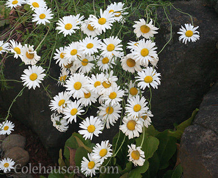 Wild Daisies - © Colehauscats.com