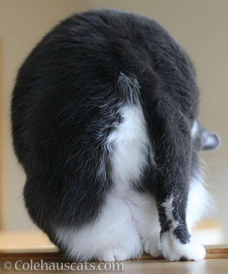 Tessa works on her yoga poses - © Colehauscats.com