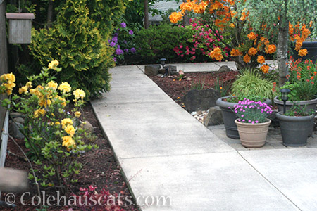 No more dirt covering sidewalks - © Colehauscats.com