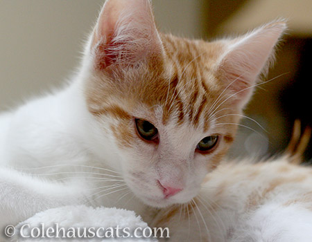 Baby Quint, 2012 - © Colehauscats.com