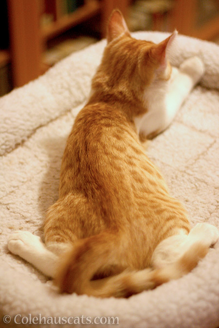 Baby Quint and his long, long body, 2012 - © Colehauscats.com