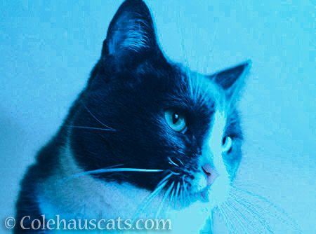 Cool Blue Tessa - © Colehauscats.com