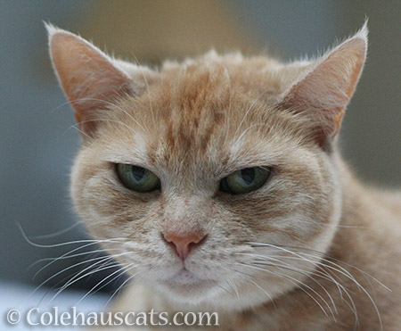 Displeased Miss Newton - © Colehauscats.com