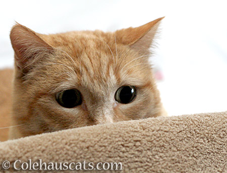 Sunny's full moon eyes - © Colehauscats.com
