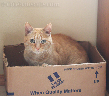 When Quality Matters - © Colehauscats.com