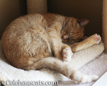 Snoozing Sunny - © Colehauscats.com
