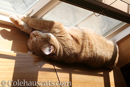 Zuzu takes in the sun - © Colehauscats.com