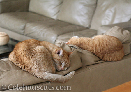 Sunny and Zuzu naps - © Colehauscats.com