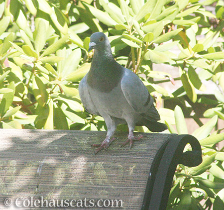 A Pigeon? At Colehaus? - © Colehauscats.com