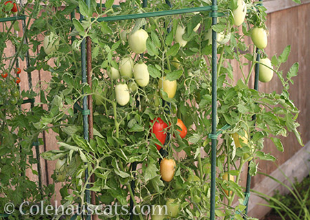 2017 was a good year for Roma tomatoes - © Colehauscats.com