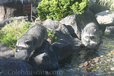 Raccoon babies taking a break from the heat - © Colehauscats.com