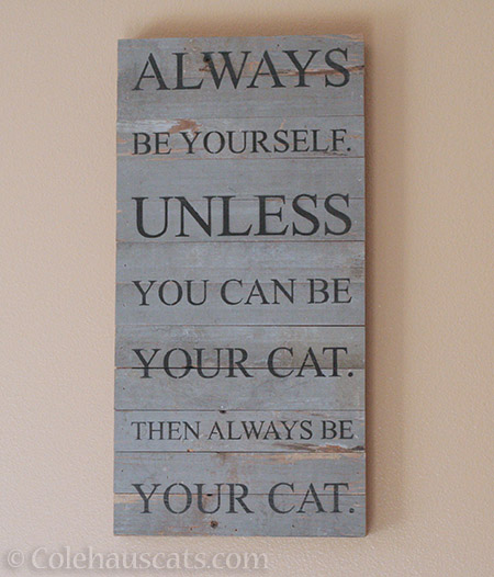 Always be your cat - © Colehauscats.com