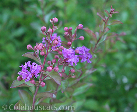 Crepe Myrtle almost done flowering - © Colehauscats.com