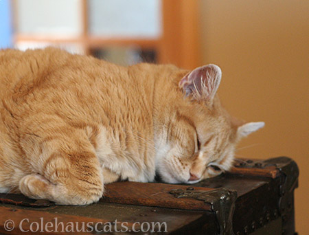 Napping Zuzu, mid September 2017 - © Colehauscats.com