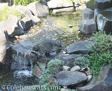 Raccoon baby cooling off - © Colehauscats.com