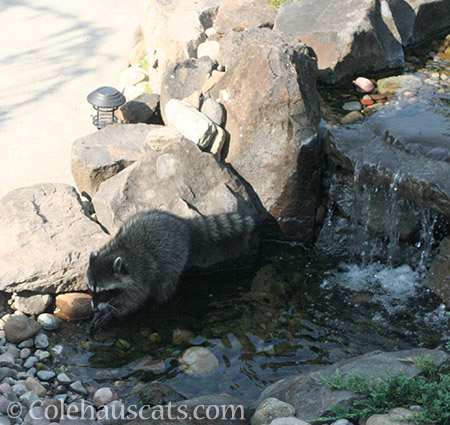 Raccoon baby washing up - © Colehauscats.com