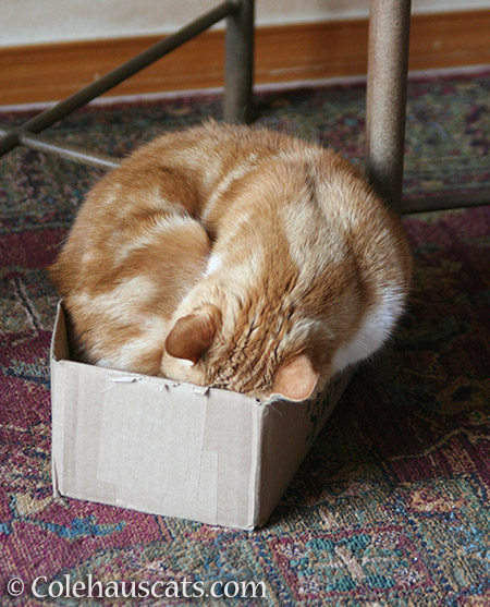 Seth made every box fit - © Colehauscats.com