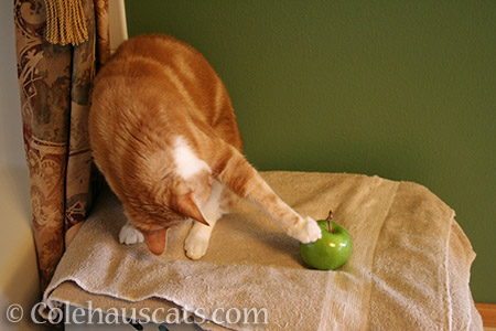 Seth, the original fruit snagger - © Colehauscats.com