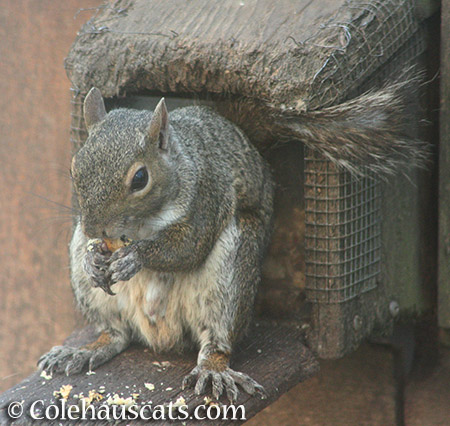 Squirrels are stocking up on nut fat - © Colehauscats.com