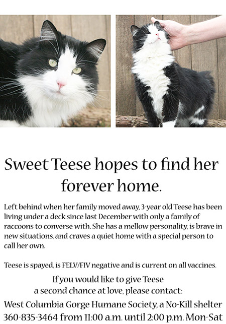 Teese's adoption flyer, September 2017 - © Colehauscats.com