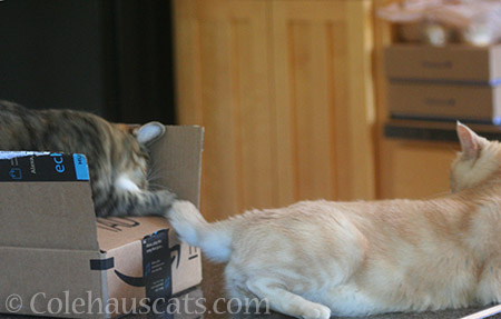 Fuzzy trouble - © Colehauscats.com