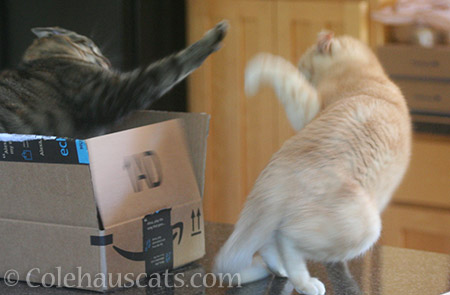 Fuzzy fight - © Colehauscats.com