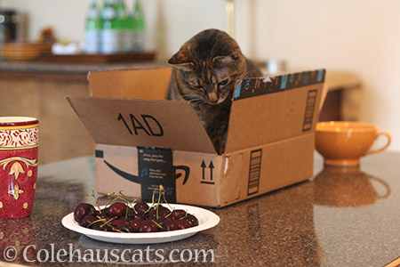 Figuring out logistics - © Colehauscats.com