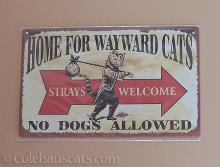 Home for Wayward Cats - © Colehauscats.com