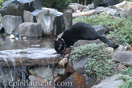 Z's personal drinking fountain - © Colehauscats.com