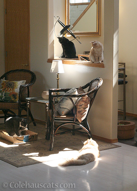 Cats posing for an Accidental Renaissance photo - © Colehauscats.com
