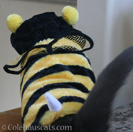 The end of Tessa, the Bee - © Colehauscats.com