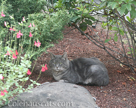 Mac in the Garden, September 2017 - © Colehauscats.com