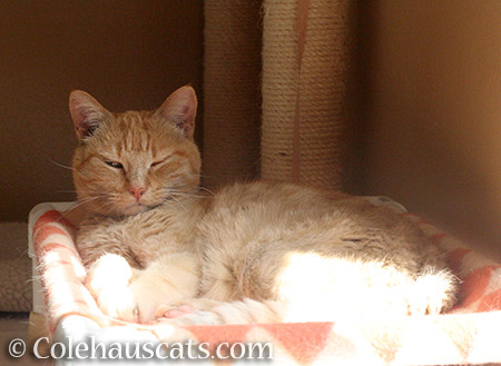 Sunny - © Colehauscats.com