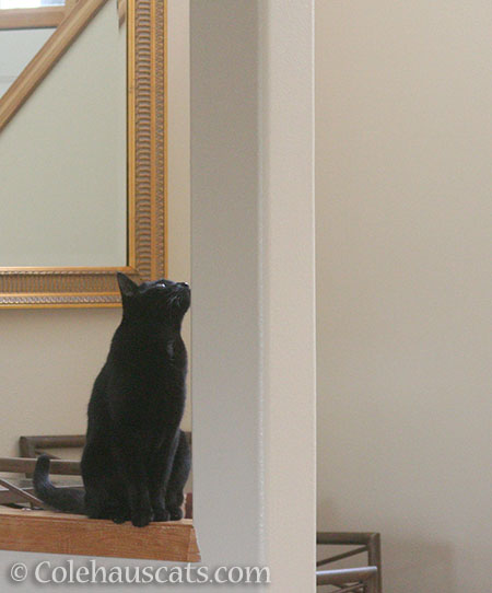 Whatcha watching, Olivia? - © Colehauscats.com