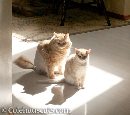 Pia and her BFF Miss Newton - © Colehauscats.com