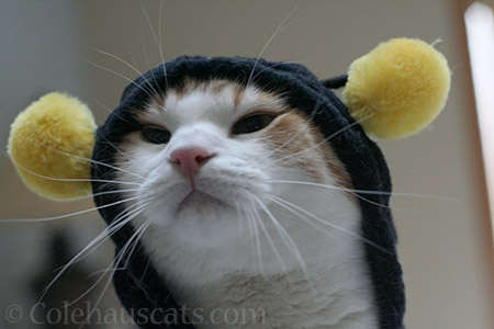 Quint, the Bee - © Colehauscats.com