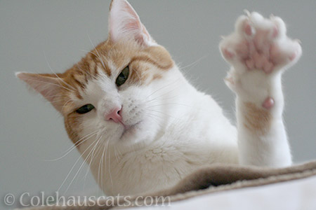 Hey! - © Colehauscats.com