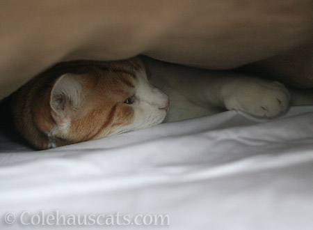 Bed cat Quint - © Colehauscats.com