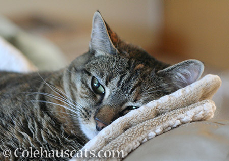 Morning bed cat Viola - © Colehauscats.com