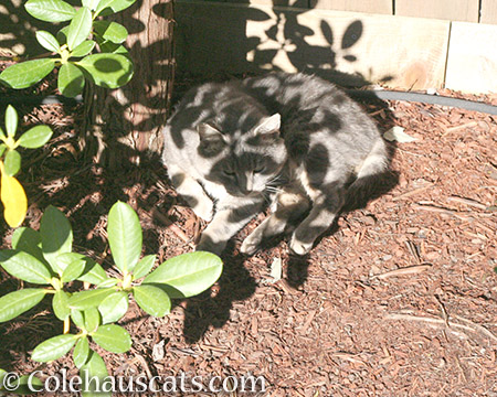 Mac "hiding" in the sun and shadows - © Colehauscats.com