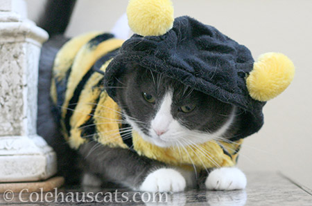 Tessa, the Bee - © Colehauscats.com