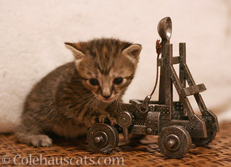 Wee Viola rolls out the Trebuchet, 2013 - © Colehauscats.com