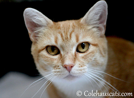 Zuzu, photo taken September 2013 - © Colehauscats.com