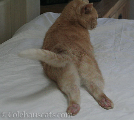 Any and all reasons to show off her 'tocks - © Colehauscats.com